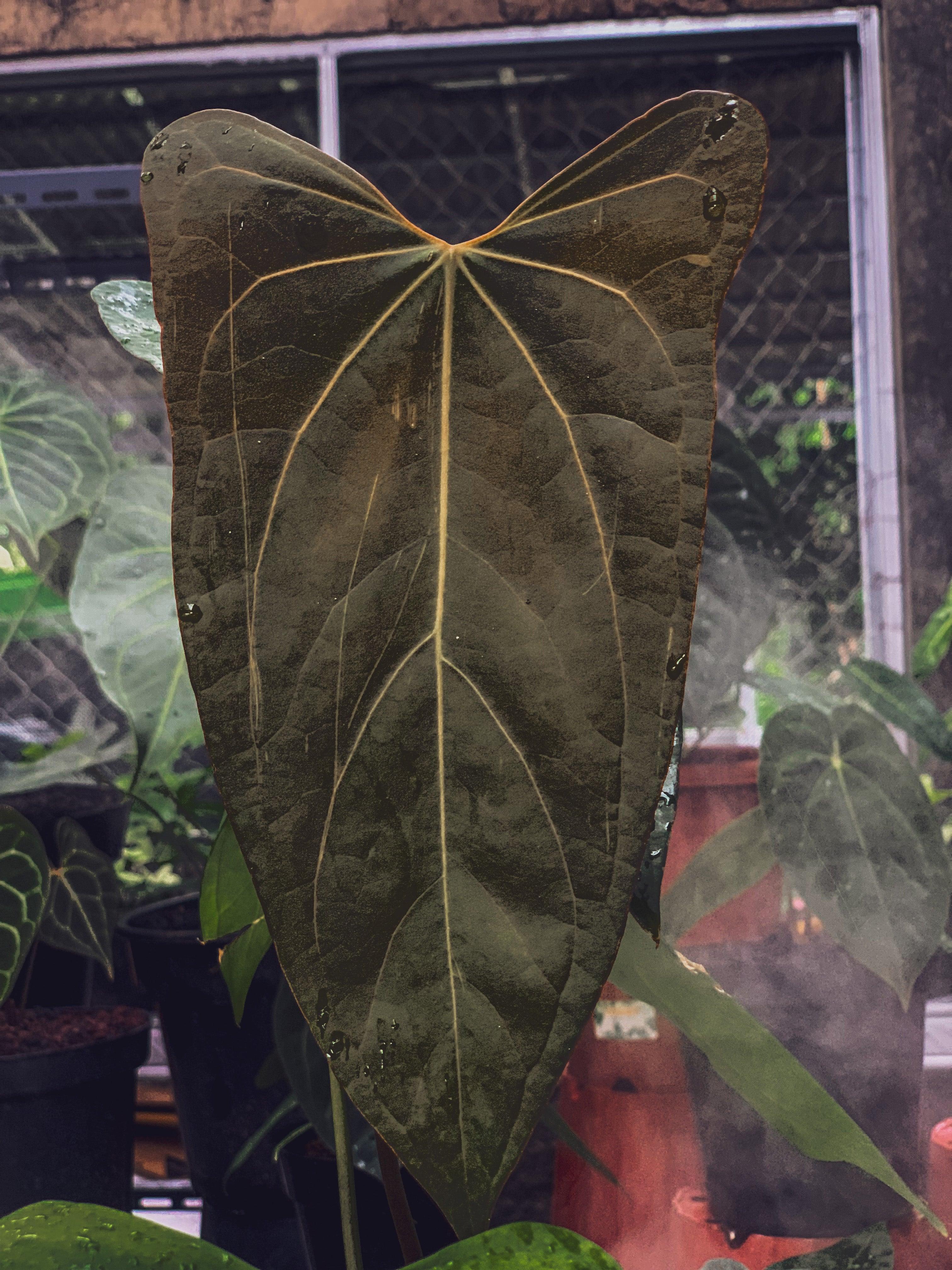 Anthurium Kunayalense x papillilaminum -  Canada
